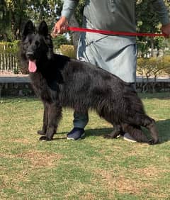 royel black propar long coat female for sale