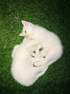 Persian Cat for Sale 7499