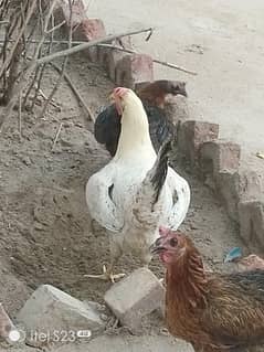 Dasi hens