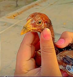 High quality chick 03117258732