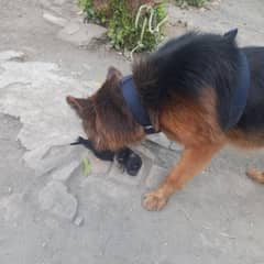 German shepherd puppy available 12 days k ha