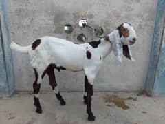 bakra (kheera)