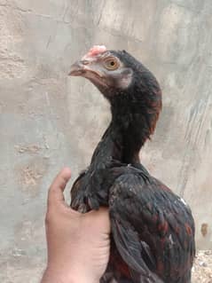 mushka pair 3.5 month. 03463073723