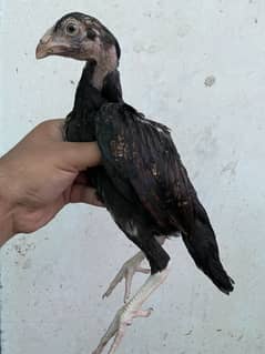 Mianwali Aseel Chicks