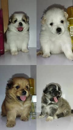 Pomeranian