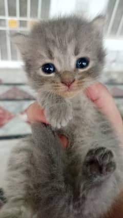 Persian