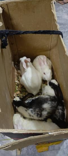 Rabbits for sale