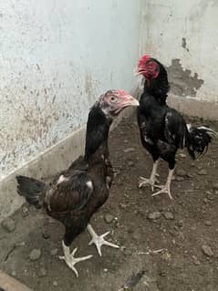 Mushka Aseel Pair