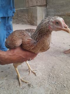 Jawa Chicken for sale