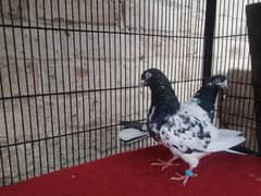 bohat acha breeder pair ha