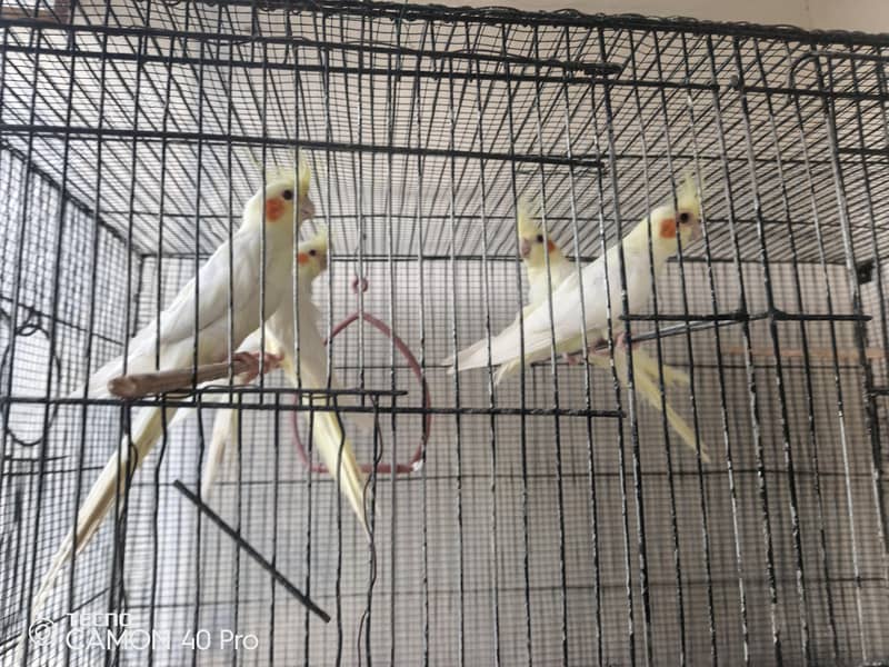 3 pair r Ek patha ha silver java black java chiks r 8 portion cage b h 1