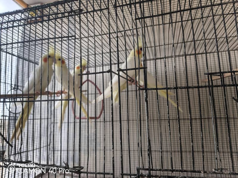 3 pair r Ek patha ha silver java black java chiks r 8 portion cage b h 2