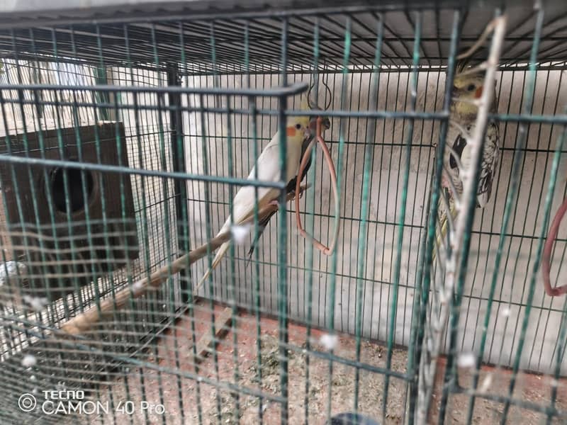 3 pair r Ek patha ha silver java black java chiks r 8 portion cage b h 6