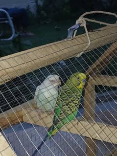 pair