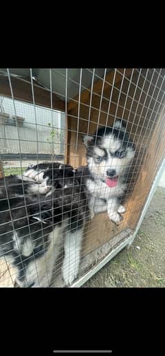 Siberian