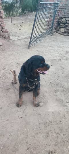 Full Traind Rottweiler For sale