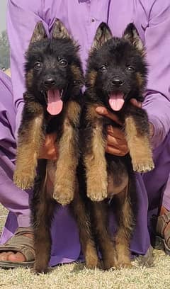 GERMAN SHEPHERD LONG COAT PUPPIES FOR SALE