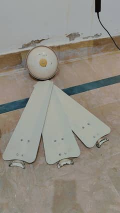 celling fan