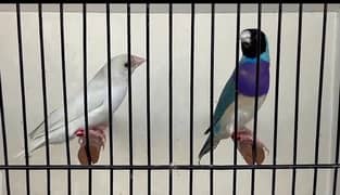 Gouldian