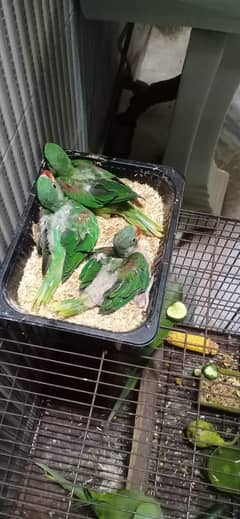 Kashmir raw parrot