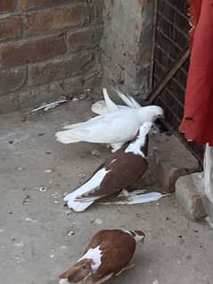Sherazi  peigons