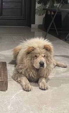 Chow chow male avaialable for stud service