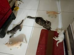 One month old 6 Persians kittens and mother