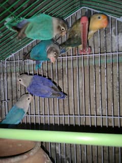 lovebirds whole setup for sale