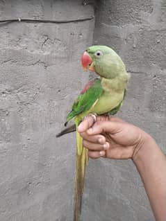 Raw baby hand tamed female