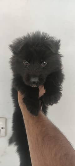 German hepherd black puppy