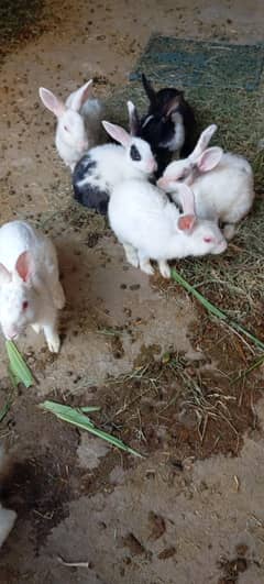 rabbits for sale