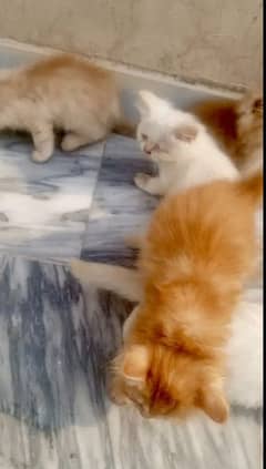 Persian cat for sale male or female my WhatsApp03286487884