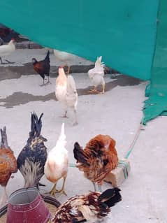 cocks