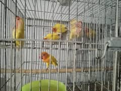 COMMON LAUTINO BREEDER PAIR