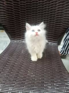 Persian cat for sale male or female my WhatsApp03286487884