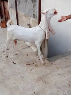 Gulabi Bakri