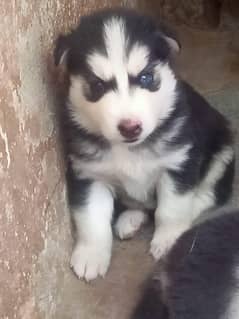 Siberian