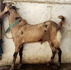 Bakra (Andoo)