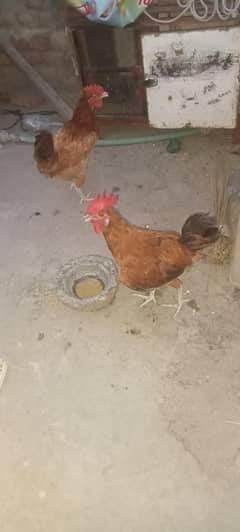 3 murgay hin