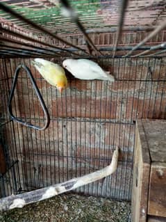 Albino red I male and parblue pestal ino female  Breeder pair