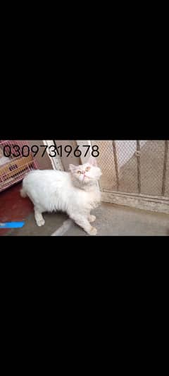 Russian cat triple coated punch face urgent sale mall and female