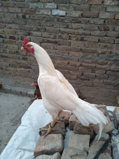 Fresh aseel eggs