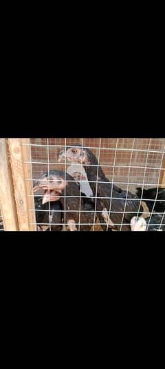 hens pair children