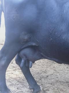 buffalo for sale dhod 6 kg  03204965451