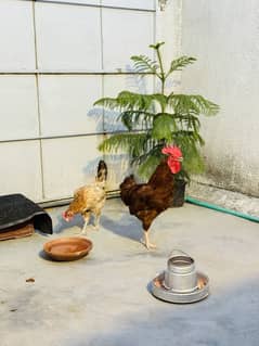 Golden Misri Hen Pair