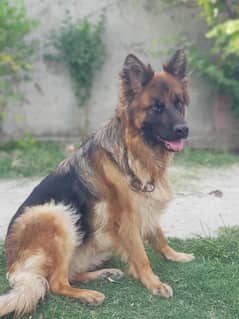for sale breeder female
