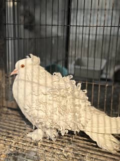 Jacobin male pjc Ring bird