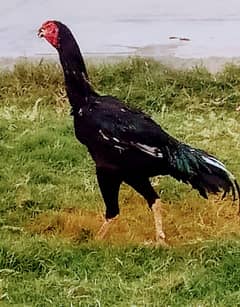 GERMAN OH SHAMO BLACK