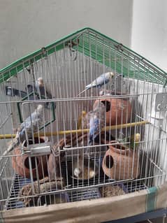 Australian Parrots breeder Pair with family