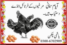 Ayam